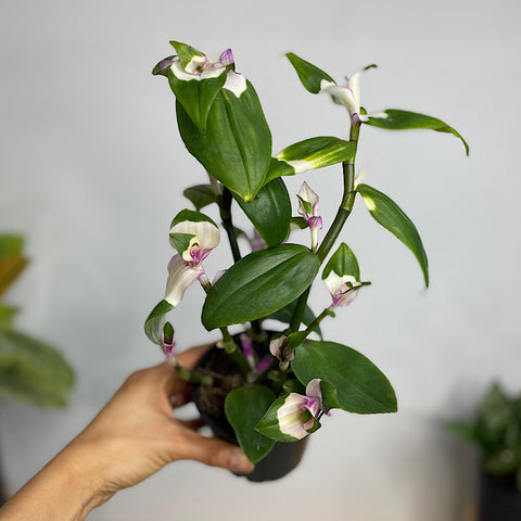 Tradescantia Blushing Bride 100mm