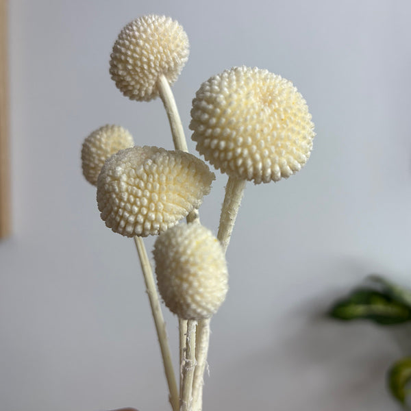 Preserved Billy Buttons