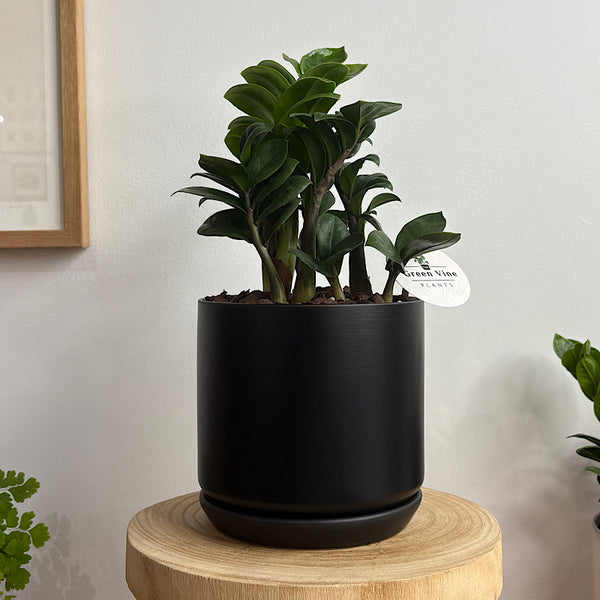 Zanzibar Gem Zenzi in Medium Oslo Pot Jet Black