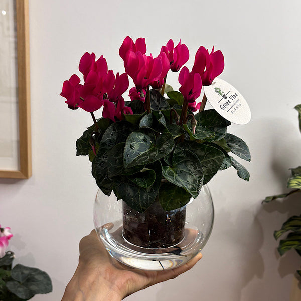 Cyclamen Bright Pink in Medium Self Watering Glass Pot