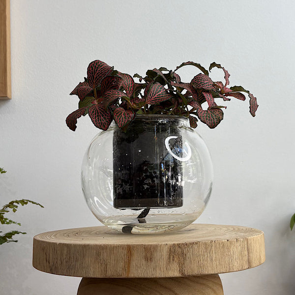 Fittonia in Medium Self Watering Glass Pot