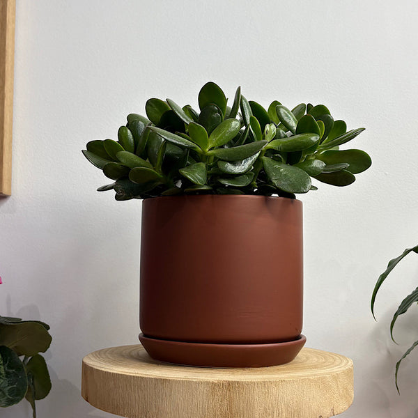 Crassula Ovata Succulent in Medium Oslo Pot Brick