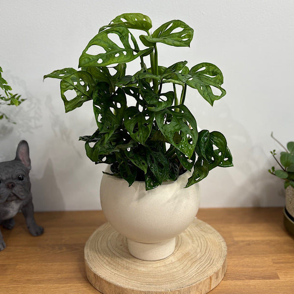 Monstera Monkey Mask in Small Orbit Oatmeal