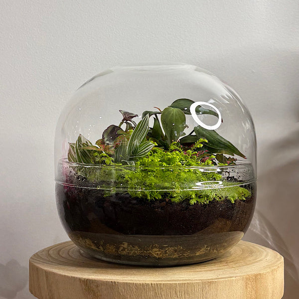 Enclosed Squat Dome Terrarium #2906