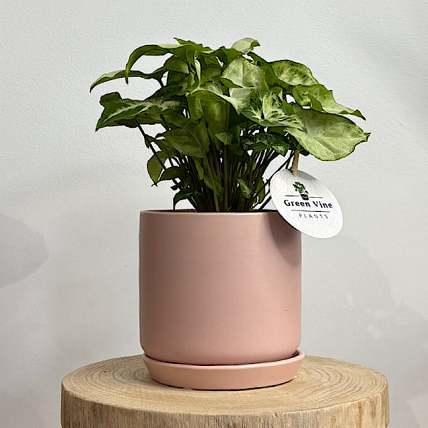 Syngonium White Butterfly in Small Oslo Pot Peach