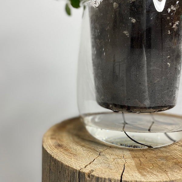 Ficus Ice Caps in Large Clear Self Watering Glass Pot