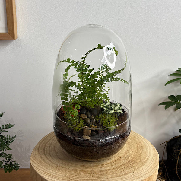 Enclosed Egg Dome Terrarium