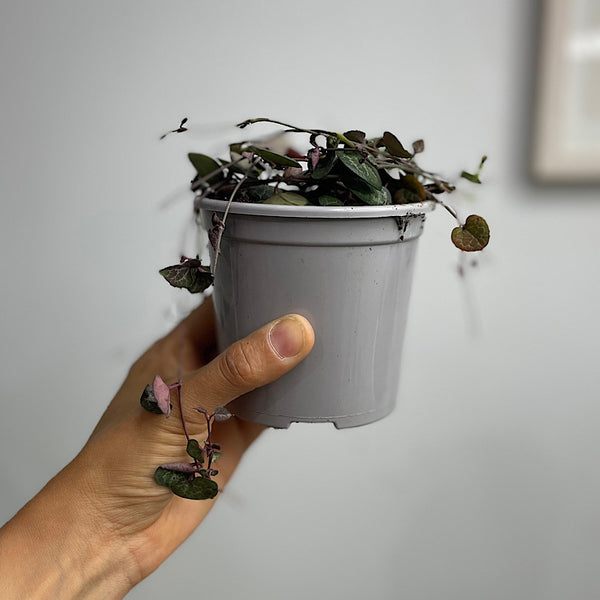 Ceropegia Woodii Chain Of Hearts 105mm