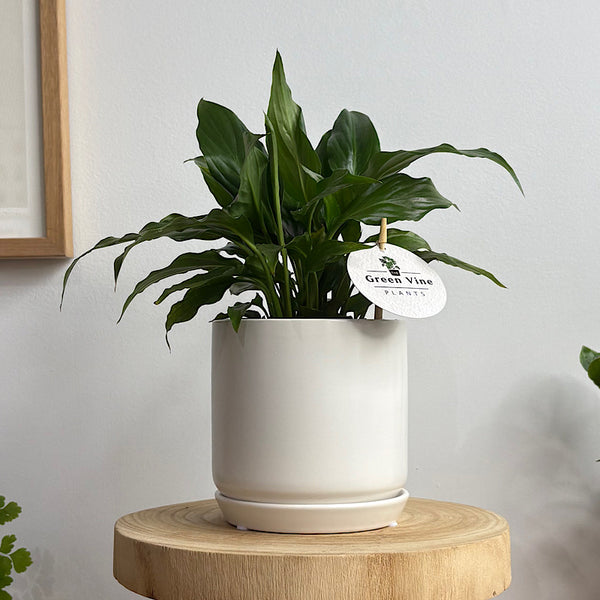 Peace Lily in Small Oslo Pot White