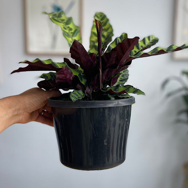 Calathea Insignis Rattlesnake Plant 170mm