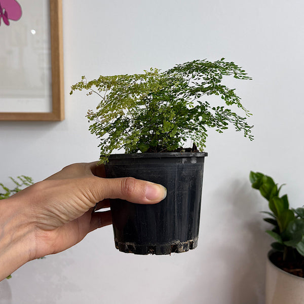 Adiantum Charlotte Maidenhair Fern 100mm