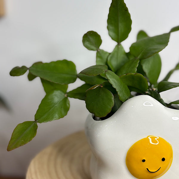 Rhipsalis in Ellie Egg Pot