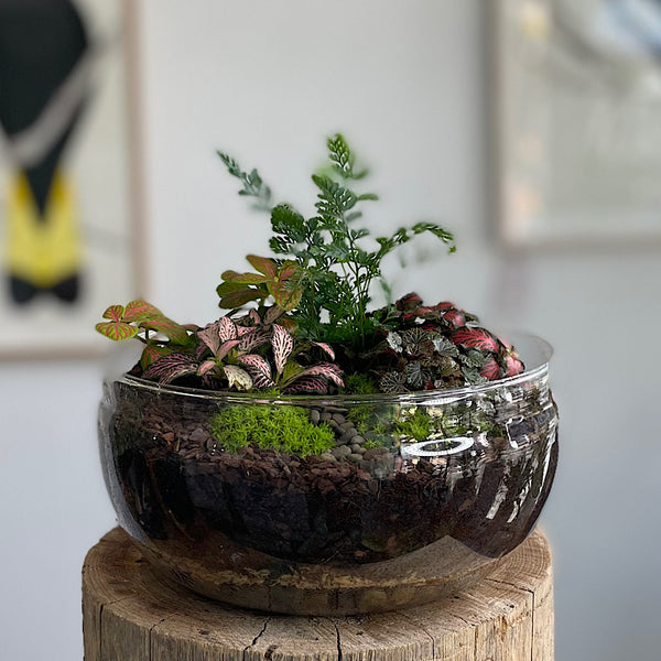 Enclosed Squat Dome Terrarium #0508