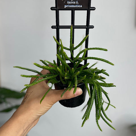 Rhipsalis Teres F. Primatica 80mm