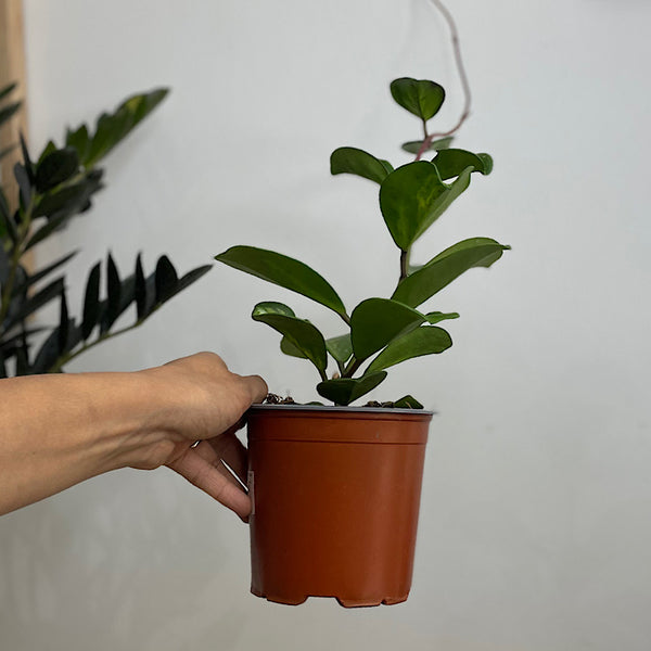 Hoya Obovata 130mm