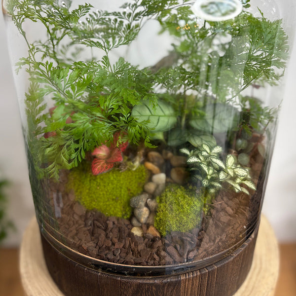 Large Helga Terrarium with Lush Forrest with Timber Base and Ball #2509