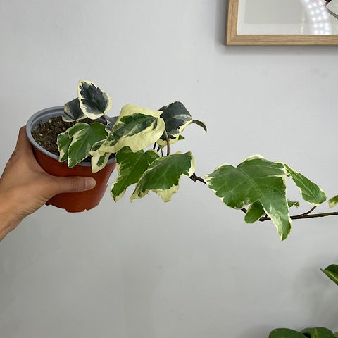 Hedera Canariensis Variegated Ivy 130mm
