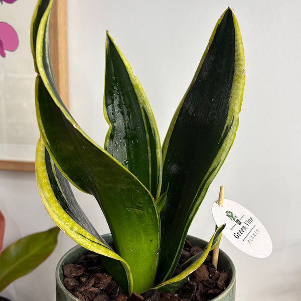 Sansevieria Snake Plant in Medium Oslo Pot Agave