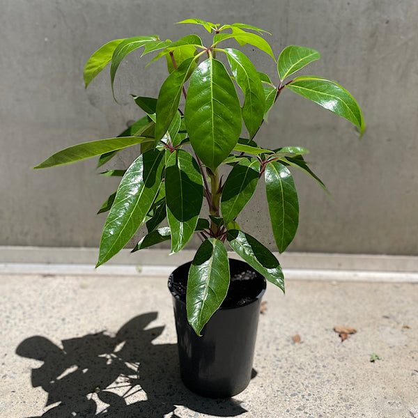 Schefflera Amate Umbrella Tree 200mm