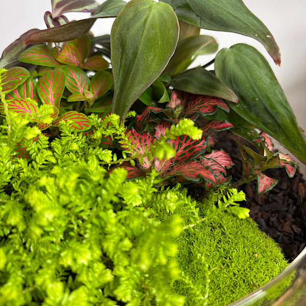 Enclosed Squat Dome Terrarium #2906