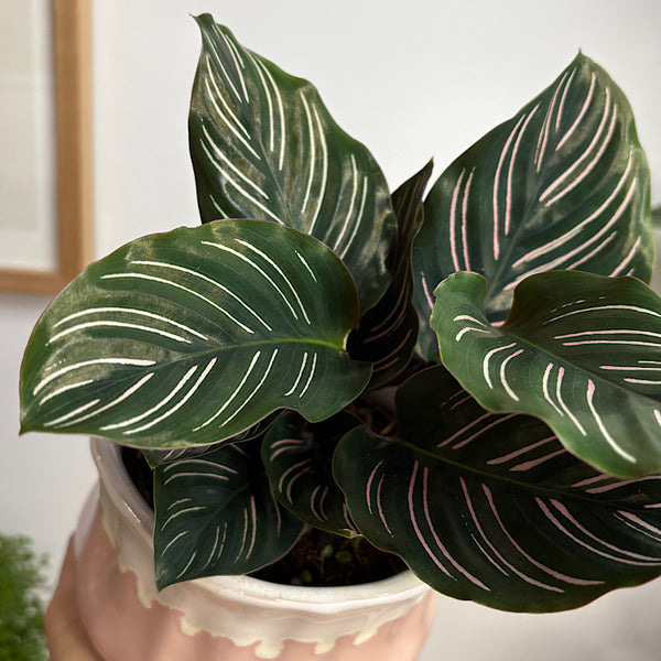 Calathea Ornata Pinstripe in Jesse Pot Pink