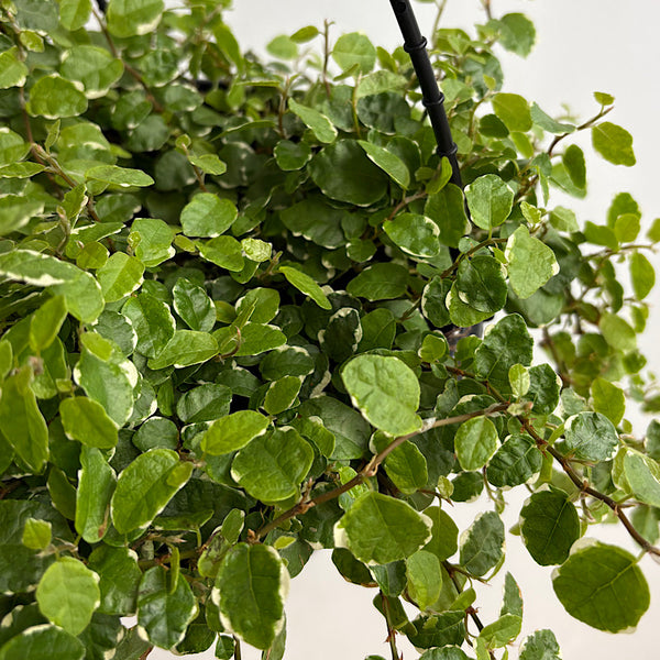 Ficus Pumila Ice Caps 200mm Hanging