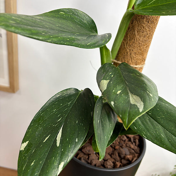 Monstera Standleyana on Pole in Medium Zurich Pot Black