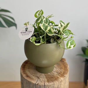 Snow Queen Pothos in Small Orbit Pot Jade