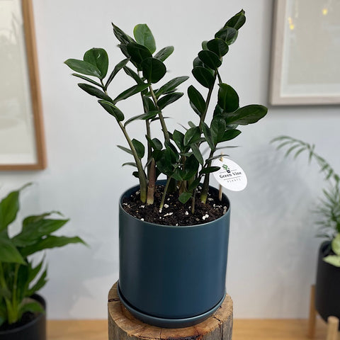 Zanzibar Gem in Large Oslo Pot Navy
