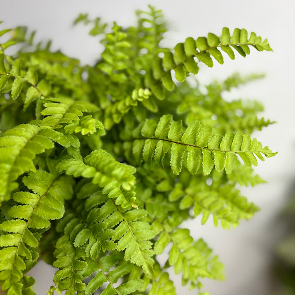 Nephrolepis Boston Fern Pom Pom 100mm