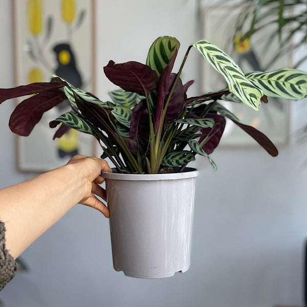 Ctenanthe Burle Marxii 170mm