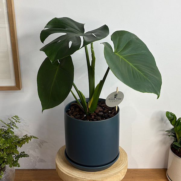 Monstera Deliciosa in Large Oslo Pot Navy