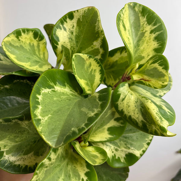 Peperomia Obtusifolia Green and Gold 100mm