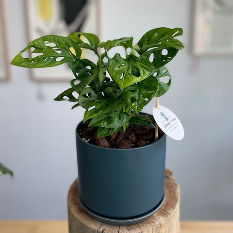 Monstera Adansonii Monkey Mask in Medium Oslo Navy