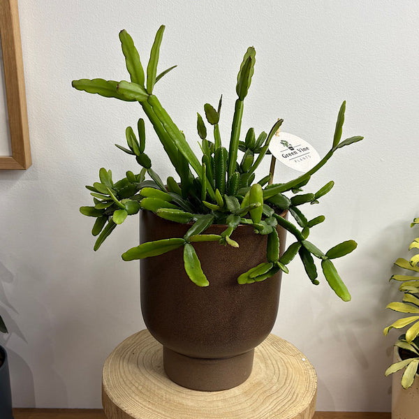 Rhipsalis in Comet Planter Coffee