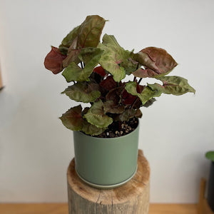 Syngonium Strawberry Ice in Medium Oslo Pot Eucalypt