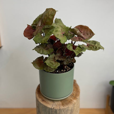 Syngonium Strawberry Ice in Medium Oslo Pot Eucalypt