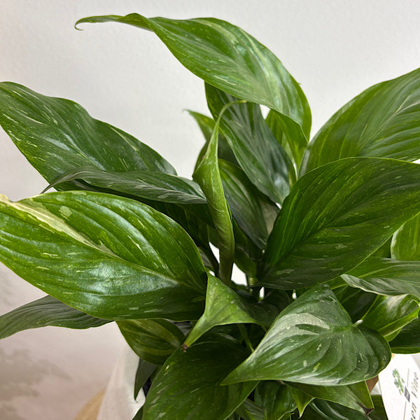 Domino Peace Lily in Soffie Pot White
