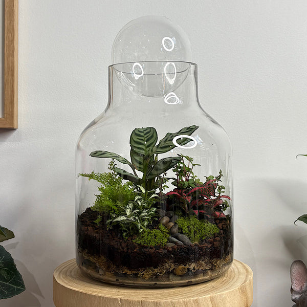 Lush Large Bell Terrarium with Glass Orb #0406