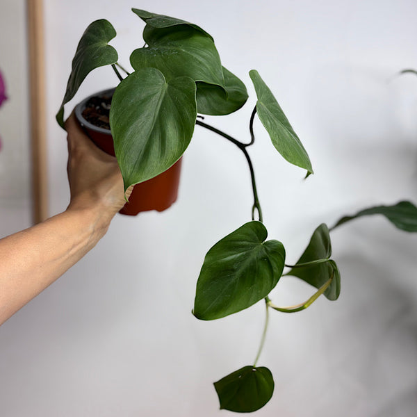 Philodendron Cordatum Heart Leaf 130mm