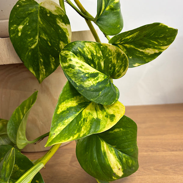 Devil's Ivy Pothos in Medium Gerti Speckle Pot White Speckle