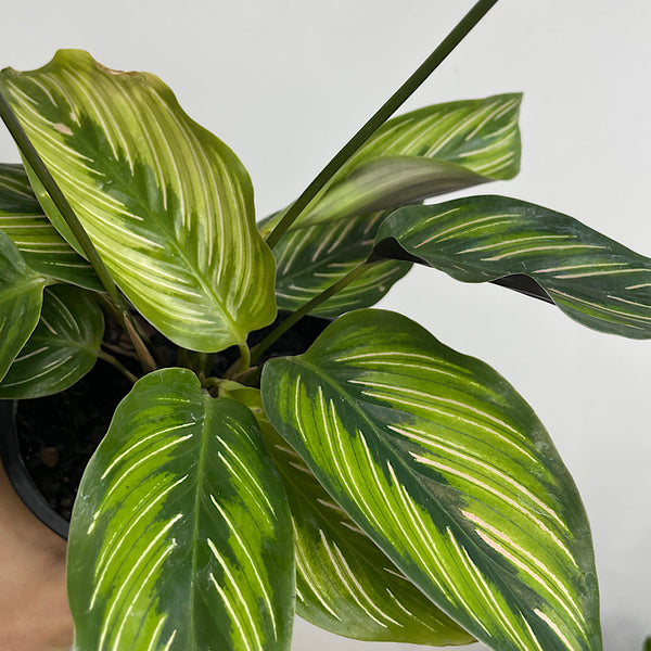 Calathea Beauty Star 130mm