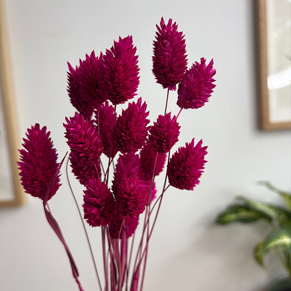 Dried Phalaris Cerise