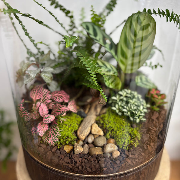 X-Large Helga Terrarium with Lush Forrest with Timber Base and Ball #2509