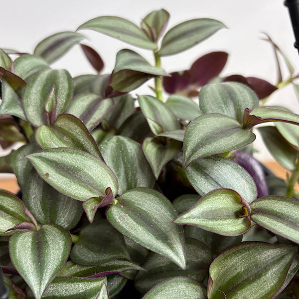 Tradescantia Zebrina Spiderwort 200mm