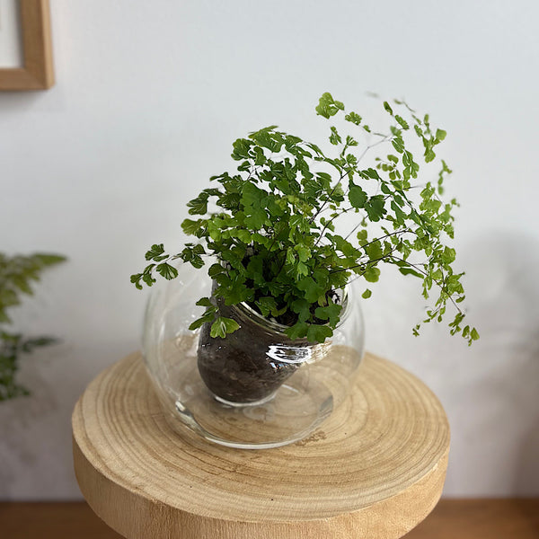 Variegated Maidenhair Fern in Tilted Self Watering Glass Pot