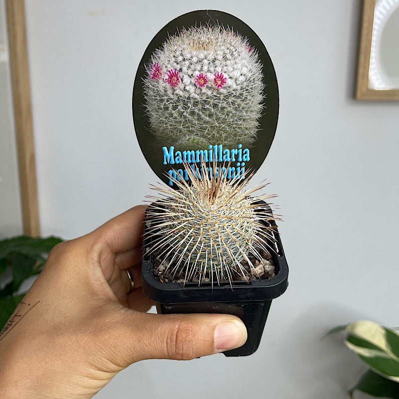 Mammillaria Parkinsonii Cactus 65mm