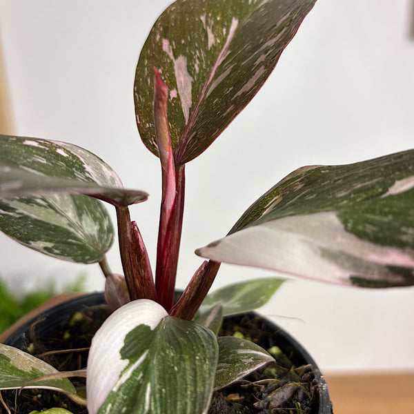 Pink Princess Philodendron Marble 100mm