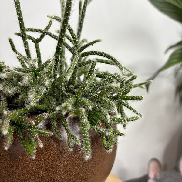 Rhipsalis Pilocarpa in Small Orbit Pot Coffee