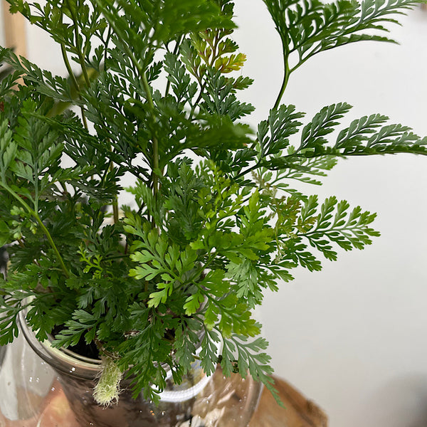 Rabbits Foot Fern in Medium Self Watering Glass Pot